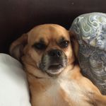 Emma Emerson - @snuggl3puggl3 - Instagram