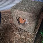 Emma Etheridge - @etheridge1246 - Instagram