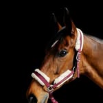 Emma Falconer - @efdressagediva - Instagram