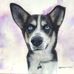 Emma Falconer - Animal Artist - Facebook
