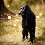 Emma Fiddler - @murphy.flatcoat - Instagram