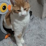 Emma Louise Harold - @piggy4kermit - Instagram