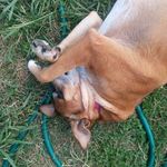 Emma Haskins - @doggo_emma - Instagram