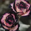Emma - @hay_emma1212 - TikTok