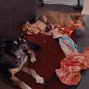 DOGGOS - @emma_hines - TikTok