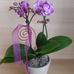 Emma Holzer - Facebook