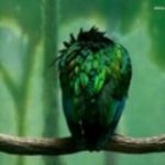 Emma Iverson - @what_is_a_pigeon - Instagram
