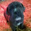 Emma Jarrett - @blue_bear_the_cane_corso - TikTok