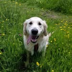 Emma Keeling - @roly_mrfancypants - Instagram