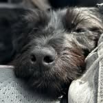 Emma🐾 - @emma_lapeya - Instagram