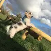 emmalister - @oddie_the_jackrussel - TikTok