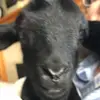 Ella - @ella.marzolf - TikTok