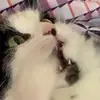 emma_ianmccarter - @loladiddles - TikTok