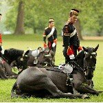 Emma McNabb - @1_4_loving_horses - Instagram