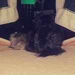 Emma Mcpherson - @lil_phat_bean - Instagram