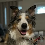 Emma Meeks - @emmameeksthebordercollie - Instagram