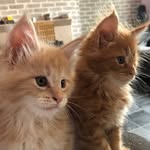 Emma Norris 🐱🐱 - @indy_and_milo_xx - Instagram