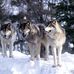 RECRUITING : EMMA + OLLI'S WOLF PACK. - Facebook