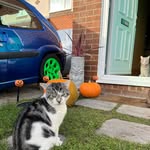Emma Plummer - @willow06.cat_and_bobby05 - Instagram