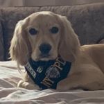 Emma Quick - @goldencockerspaniel_harley - Instagram