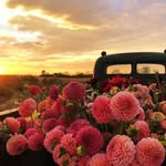 Emma Gardening Root - @gardening.roots_deep987 - Instagram