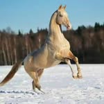 Emma Schwab - @horse_lover0623 - Instagram