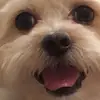 Emma Schwab - @emmaschwab1 - TikTok