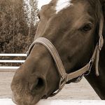Emmi Shipman - @horsegirl785 - Instagram