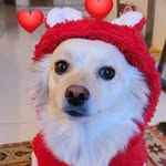 Emma❤️ - @emma_spitz_dog - Instagram