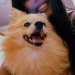 Emma Lobo - @emma.spitz.pet - Instagram