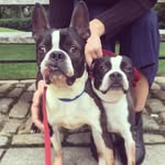 Steed & Emma Boston Terriers - @steed_and_emma - Instagram