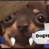 dogsplay - @emmarionsuggs - TikTok