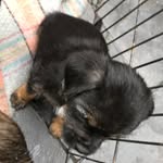 Emma Thackray - @arnie_borderterrier - Instagram