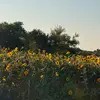 Emma Tipton - @user8148812544145 - TikTok