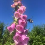 Emma Tipton Gardening - @emmatiptongardening - Instagram