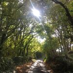 Emma Tipton Wildflowers - @emmatiptonwildflowers - Instagram