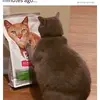 Frog _is_looking_at_you! - @emmatrowbridge7 - TikTok