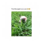Emmawampler - @emmawampler6816 - Instagram