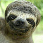 Sassy Sexual Sloth. - @emmaweeks_ - Instagram