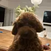 Emma - @emmawillcocks17 - TikTok