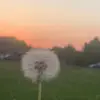 emma - @emma.willson08 - TikTok