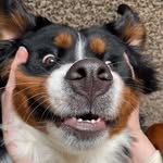 Emma + Winnie - @emma_thebmd - Instagram