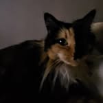 Emma Winnie Whoo Pipkins - @pipk.ins - Instagram