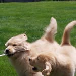 Winnie + Emma's mom - @winnie_emma_goldens - Instagram