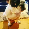 Emma die Wurst  - @emmadiewurst - TikTok
