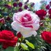 Emmanuel Canlas - Facebook