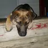 Emmanuel_and_chanel - @emmanuel_chanel - TikTok