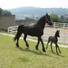 🐂🐎🐓🤠 - @emmanuel.clemente - TikTok