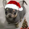 Emmanuel C - @emmanuel.conde447 - TikTok