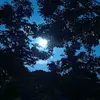Emmanuel Dominguez - @emmanueldominguez221 - TikTok